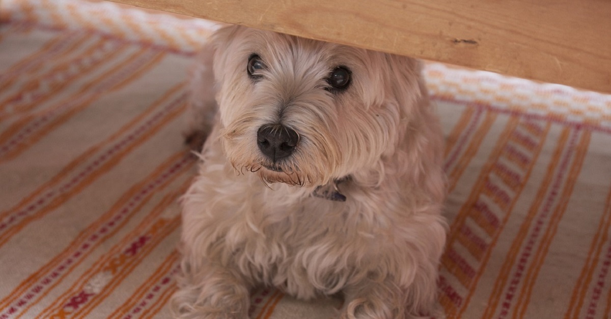 I cani possono giocare a nascondino? Lo capiscono?