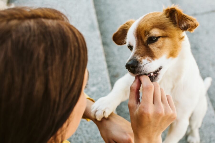 cane che mangia un bocconcino