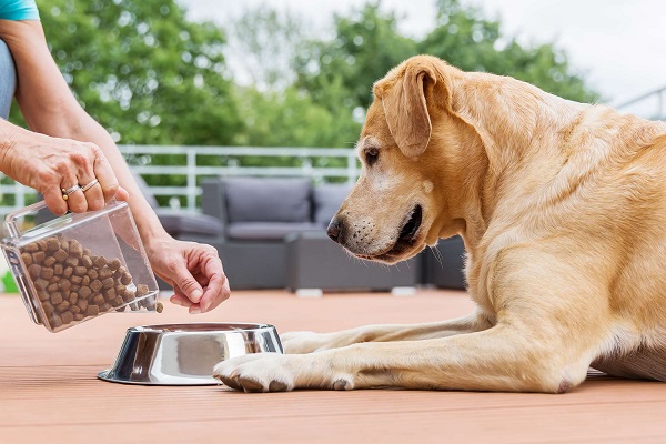 cane che aspetta di mangiare croccantini