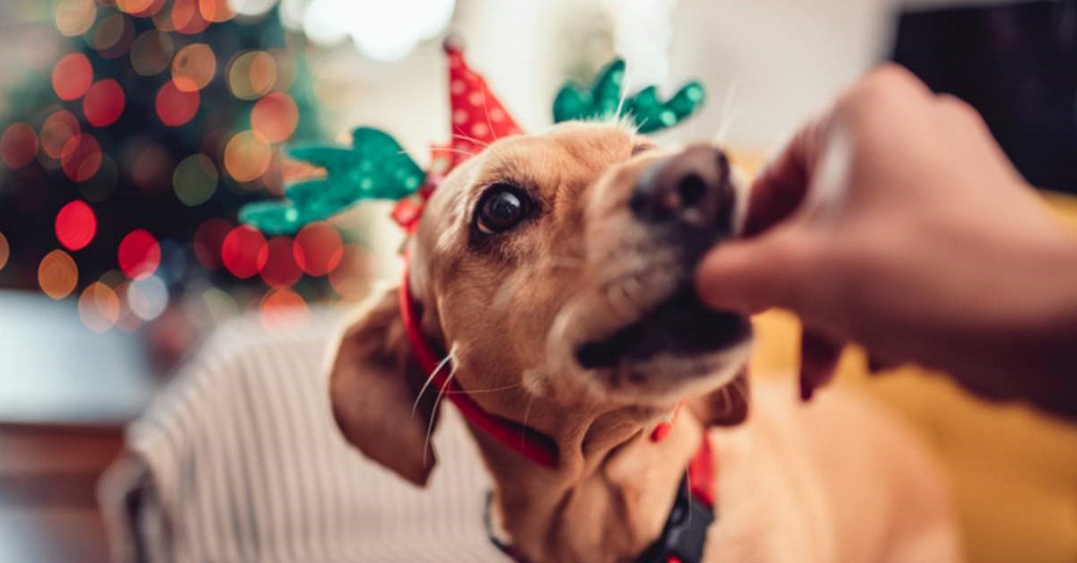 I cani possono mangiare gli agnolotti?