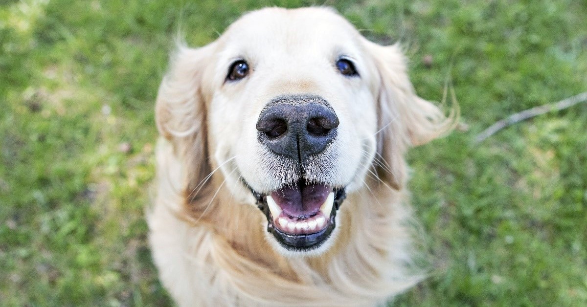 I cani possono mangiare gli asparagi?