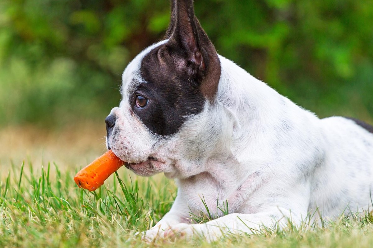 cagnolino mangia una carota