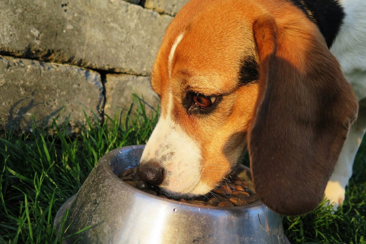 beagle che mangia i croccantini