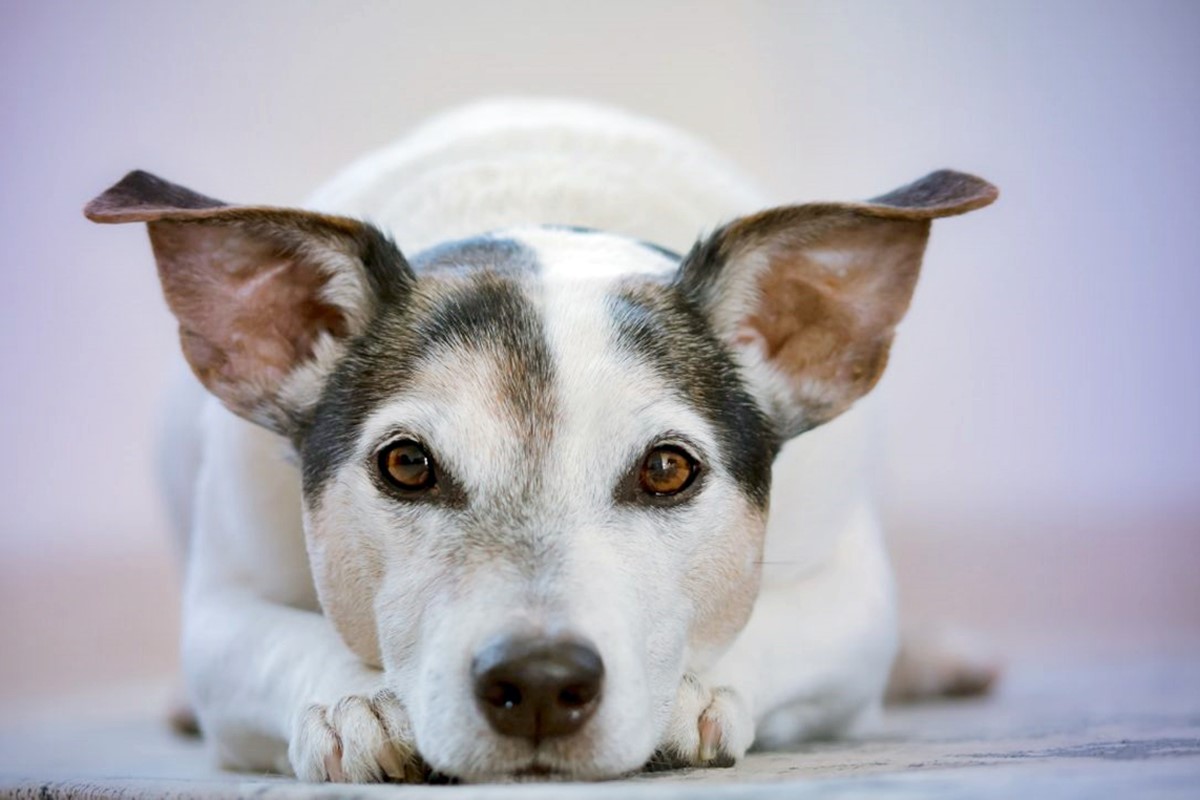 cane accucciato sul pavimento