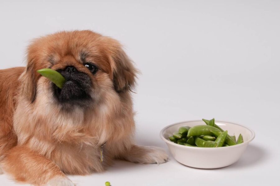 cane che mangia gli edamame