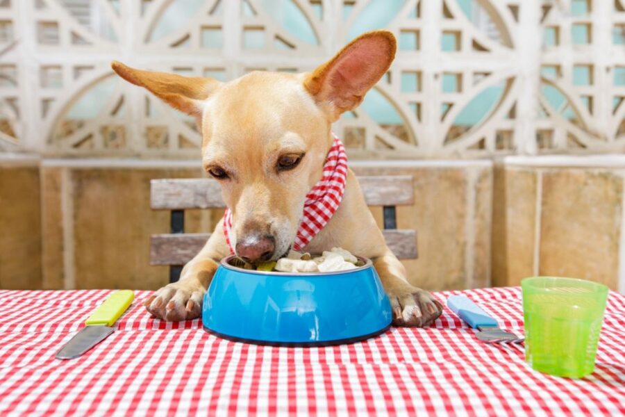 cane che mangia seduto a tavola