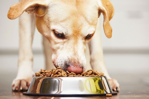 cane labrador che mangia