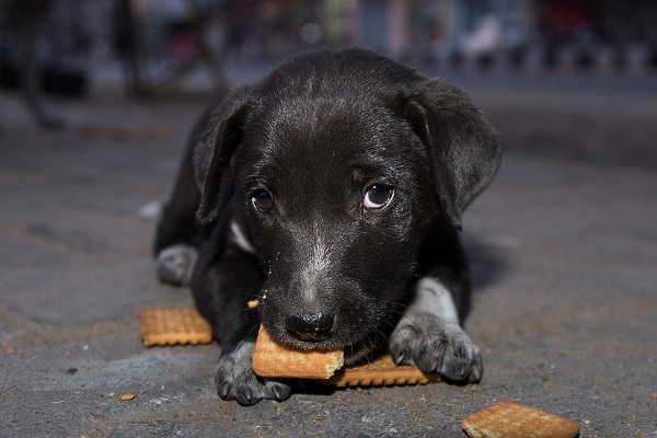 insegnare al cane a non mangiare l'immondizia