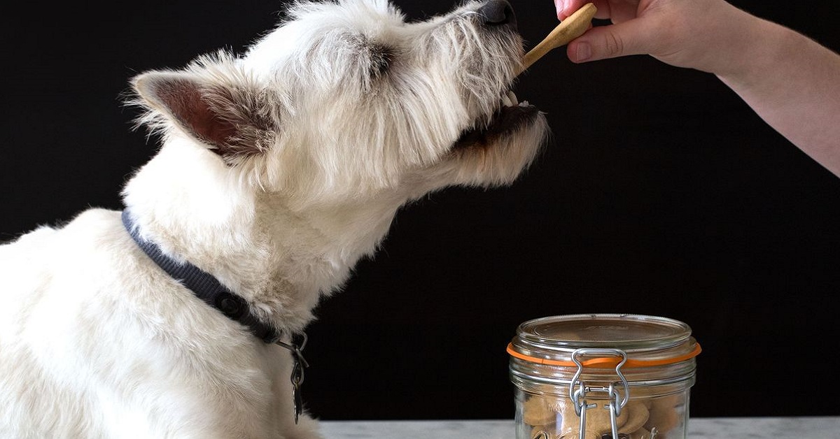 I cani possono mangiare i biscotti di farina integrale?