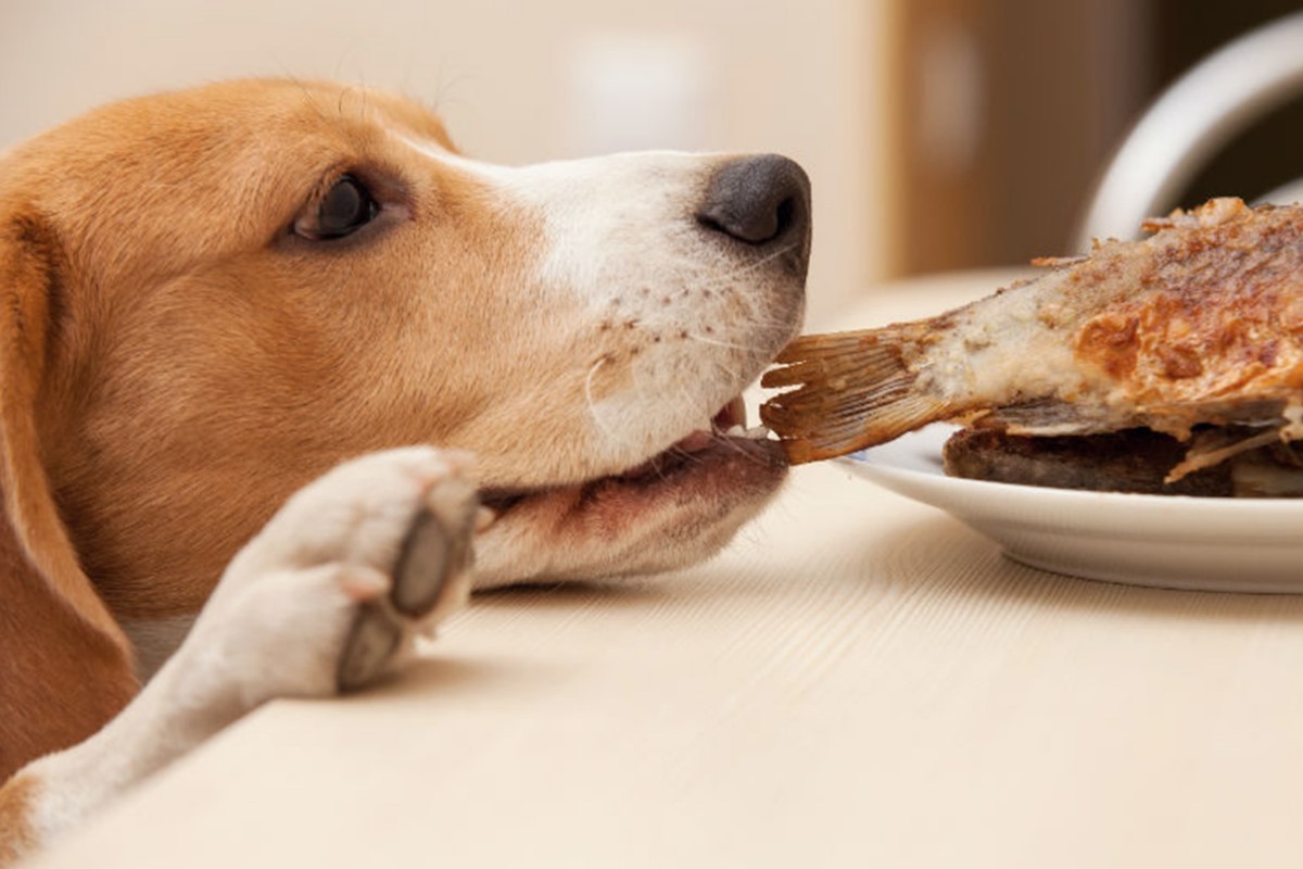 cane che ruba il pesce dal piatto