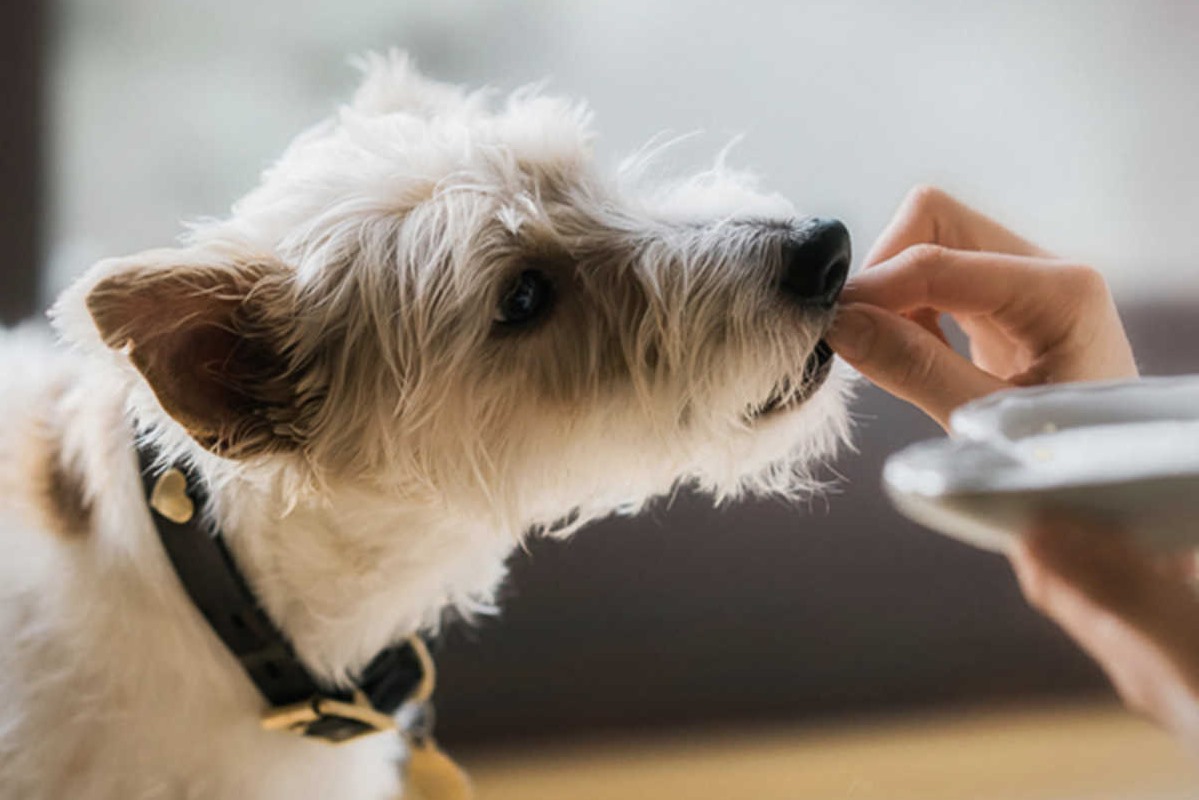 dare snack al cane