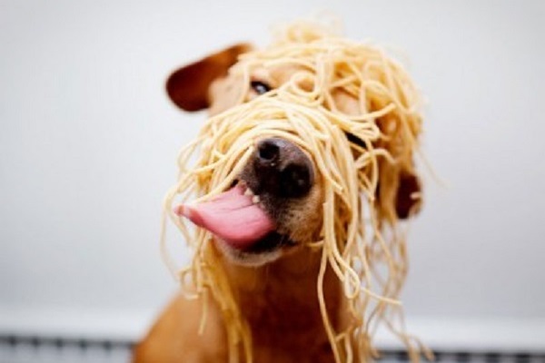 cane cerca di mangiare spaghetti