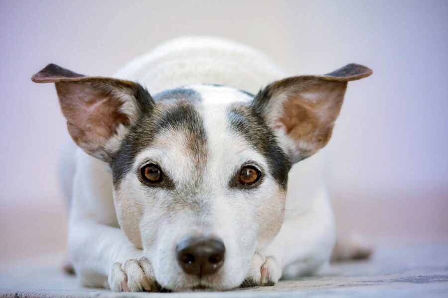 cane disteso sul pavimento