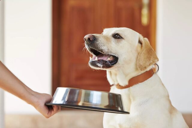 I cani possono mangiare i cibi frizzanti?