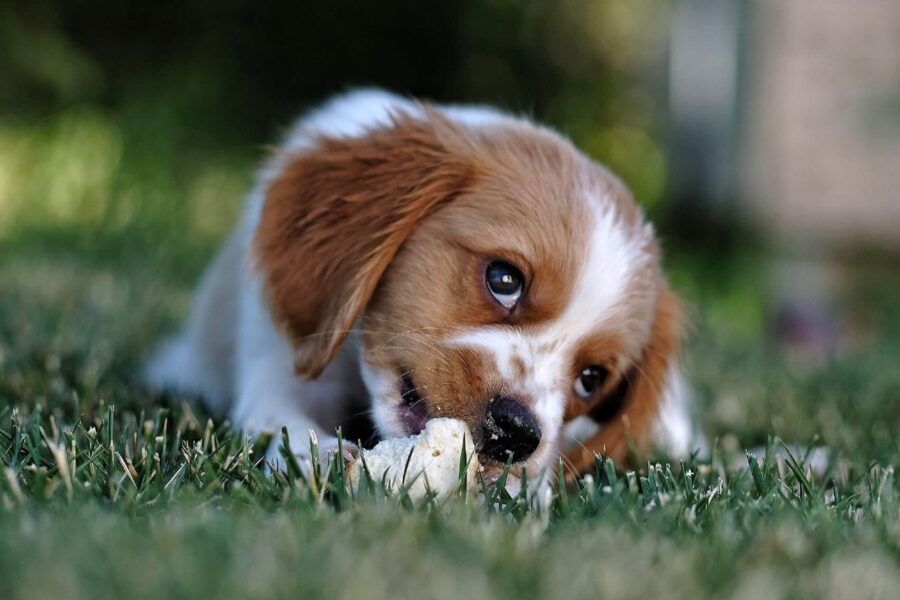 cane nel suo giardino