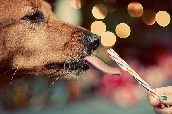 cane mangia i dolci