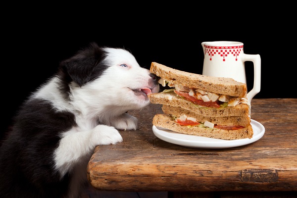 cane che ruba da tavola