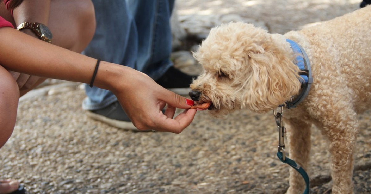 I cani possono mangiare il cibo in salamoia?