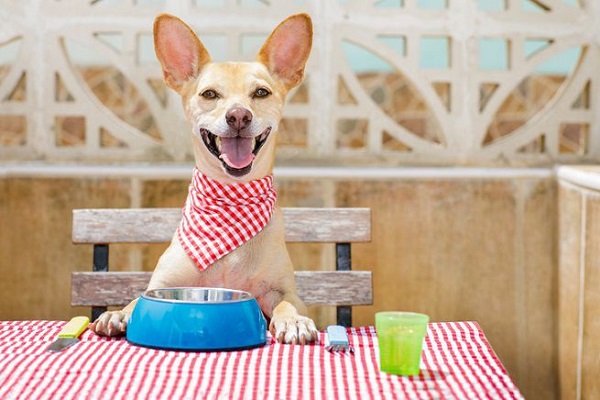 cane a tavola pronto per mangiare