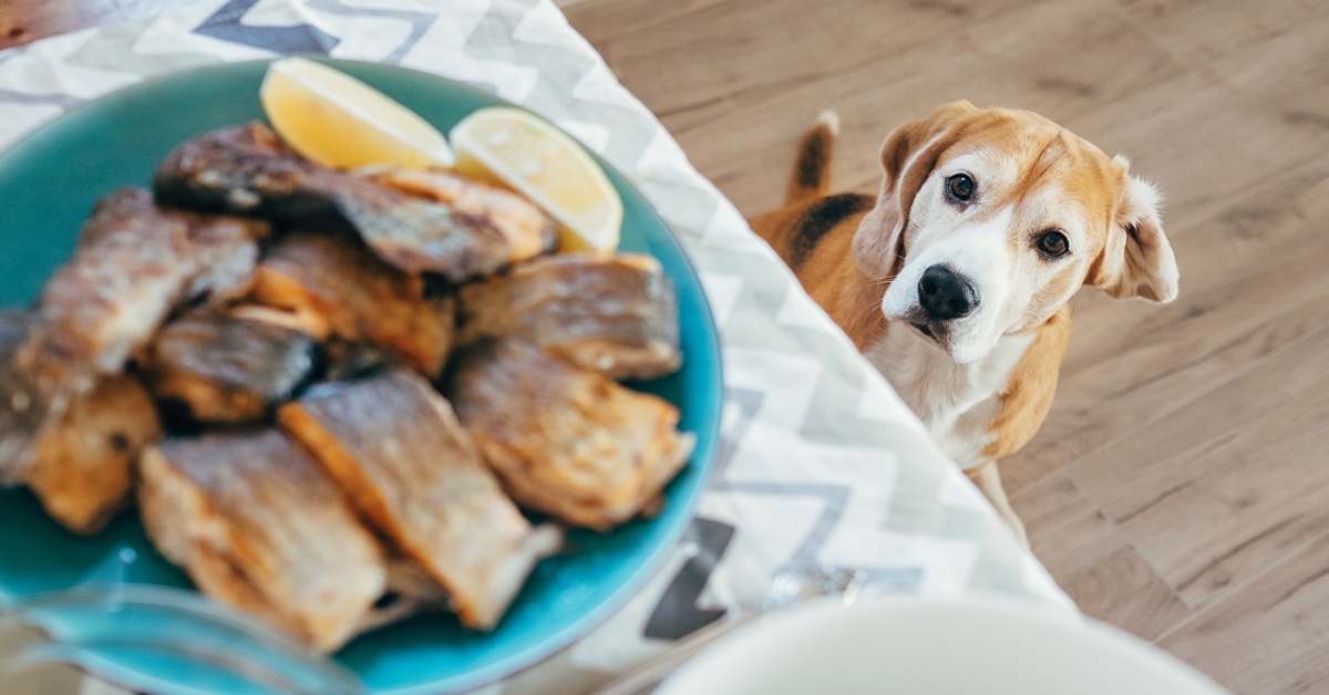 I cani possono mangiare il baccalà?