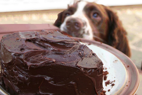 cane e torta al cioccolato