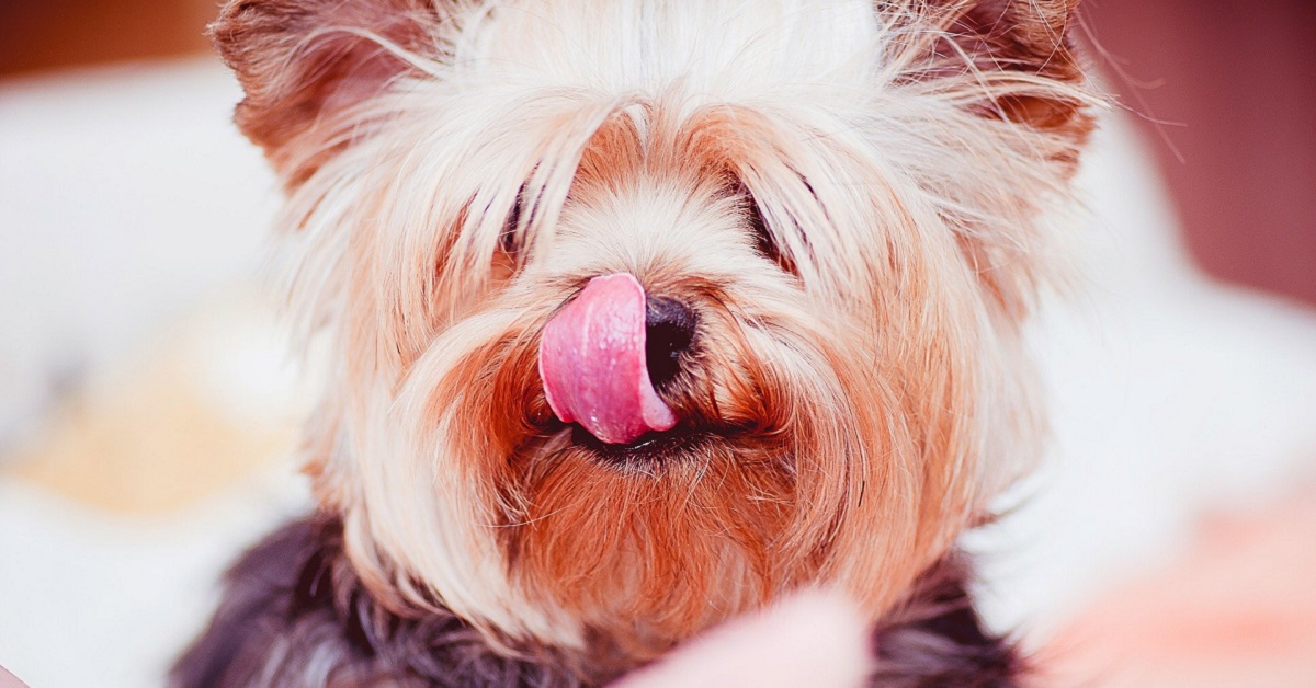 I cani possono mangiare il biancomangiare?