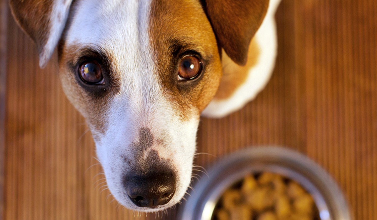 cane che guarda il suo padrone davanti alla ciotola della pappa