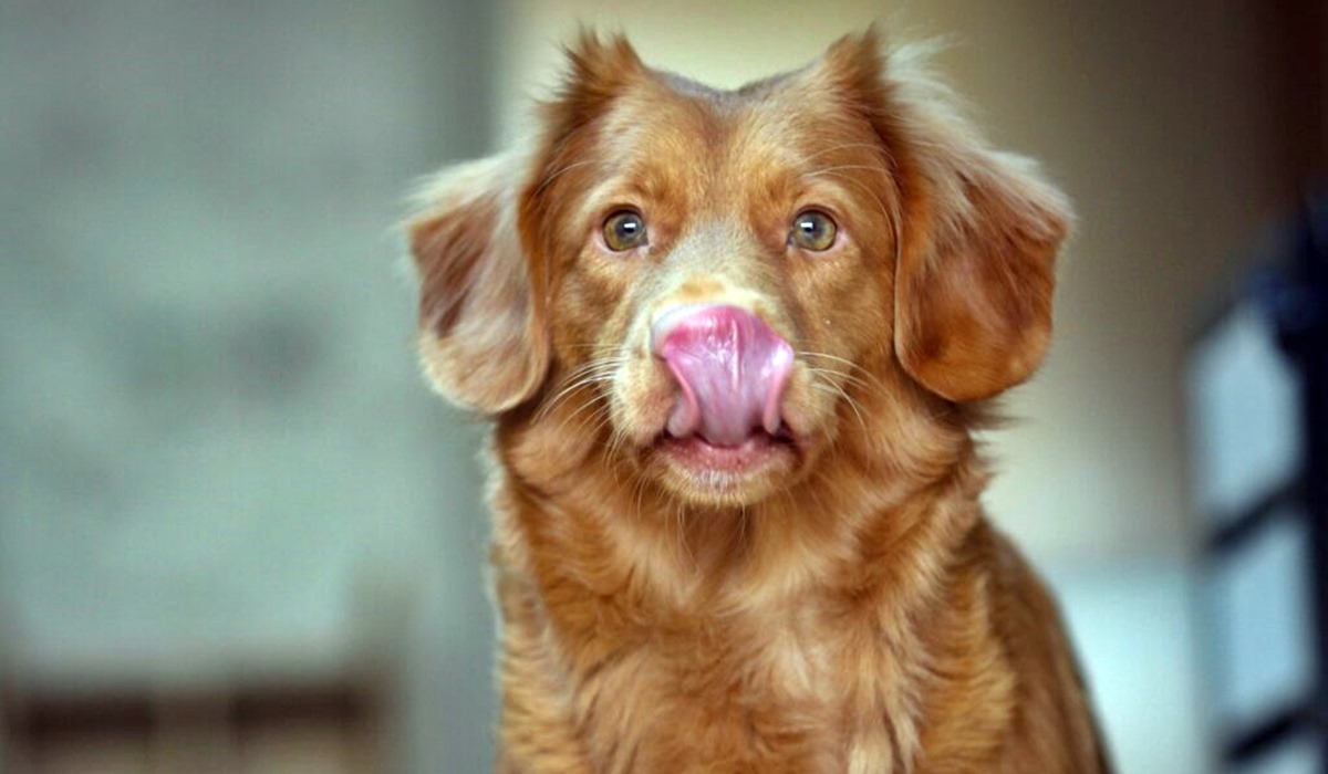 cane che si lecca le labbra