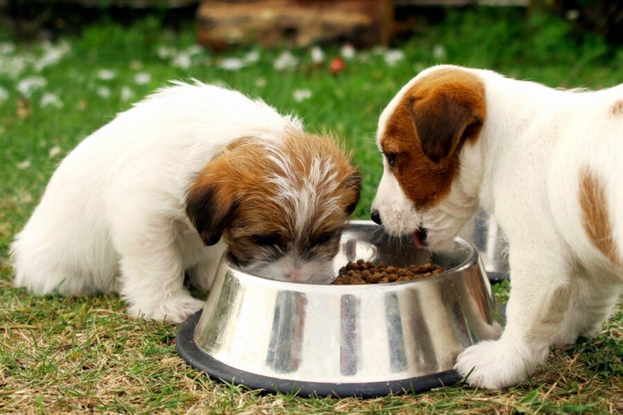 cuccioli di cane che mangiano
