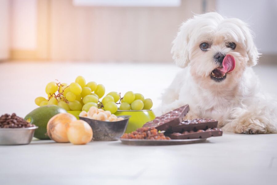 cane davanti alla frutta