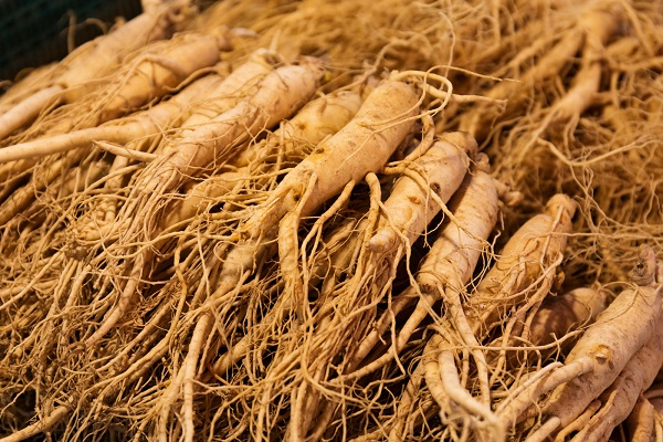 ginseng per cane