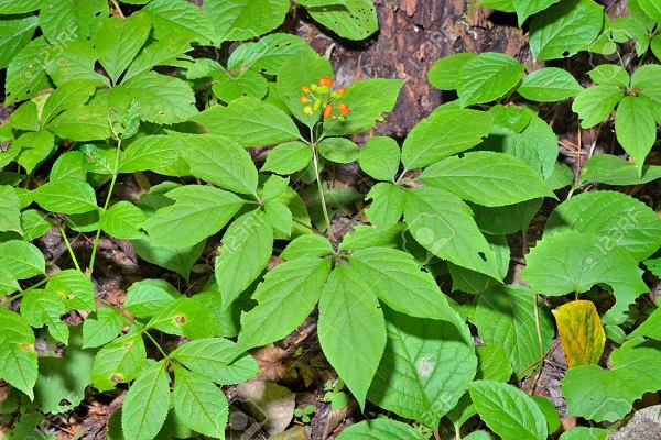 ginseng pianta per cani