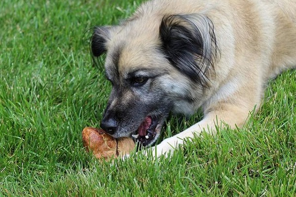 cane mangia radice