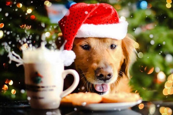 cane guarda biscotti a natale