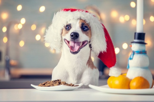 cane e crocchette a natale