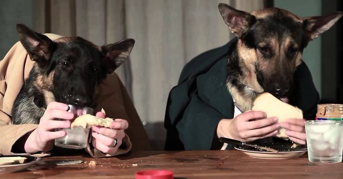 I cani possono mangiare il panettone