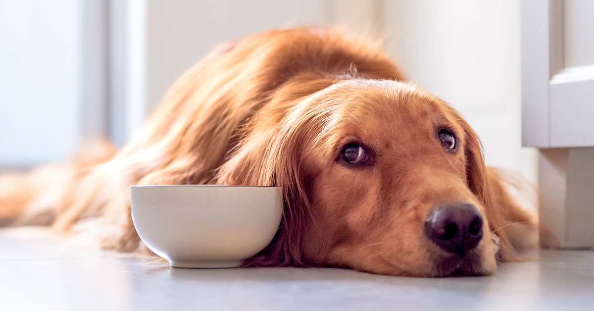 I cani possono mangiare il panforte?