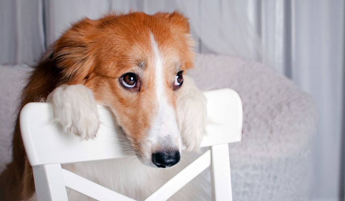 cane che vuole mangiare qualcosa