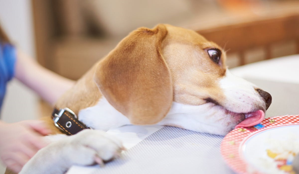 cane che lecca il piatto