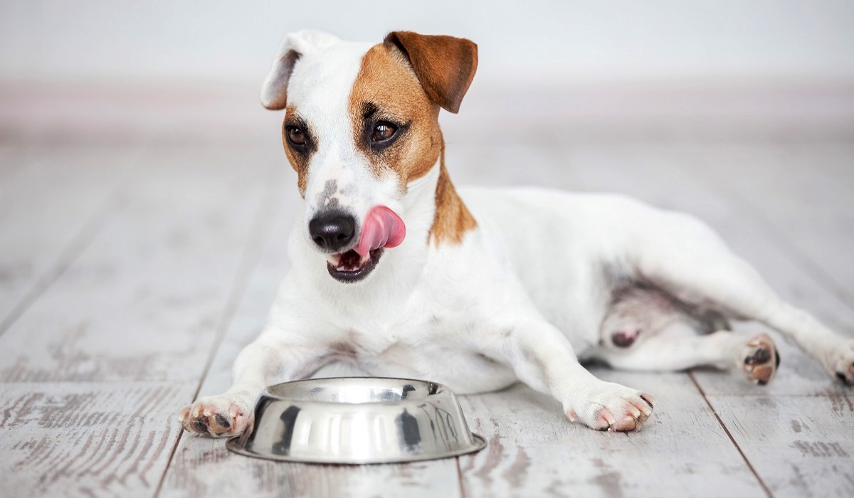 cane che mangia la pappa