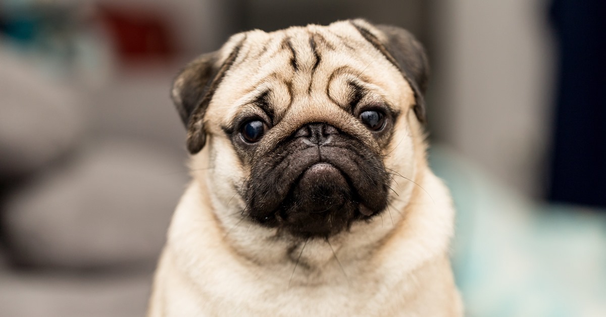 I cani possono mangiare il torrone?