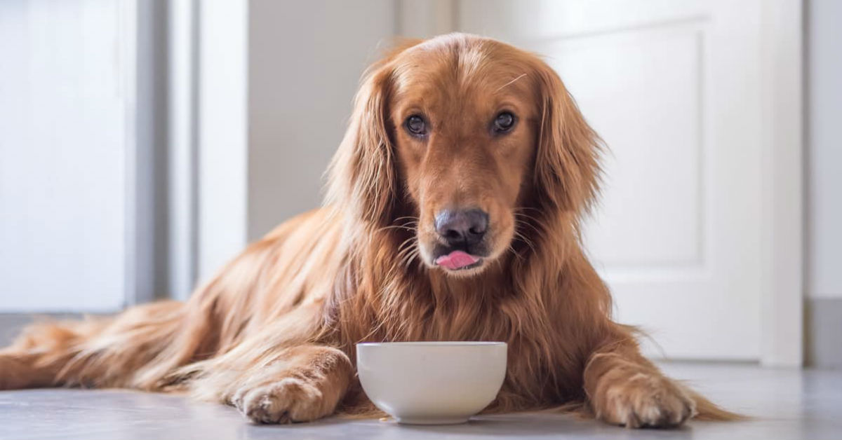 I cani possono mangiare la finocchiona?