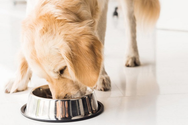 cane che mangia 