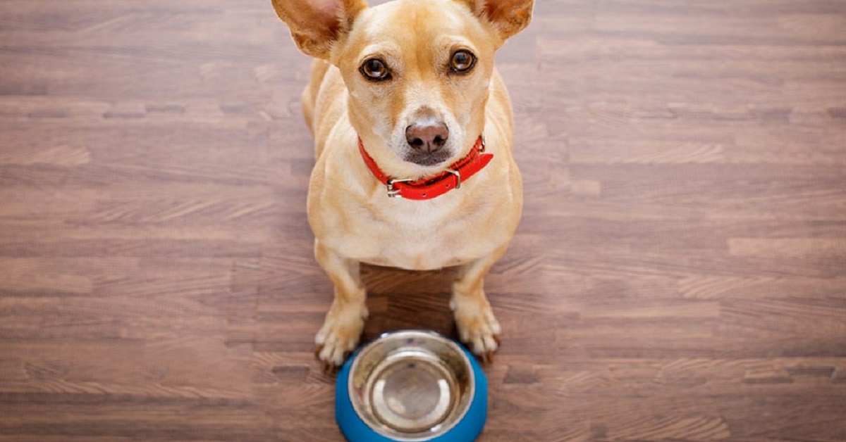 I cani possono mangiare la polenta?