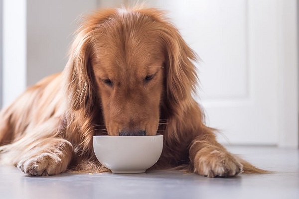 cane che mangia dalla ciotola 