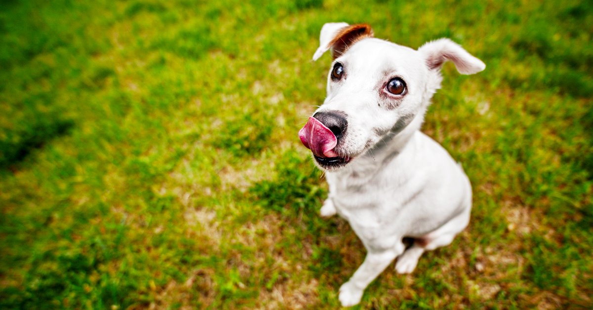 I cani possono mangiare la rucola?