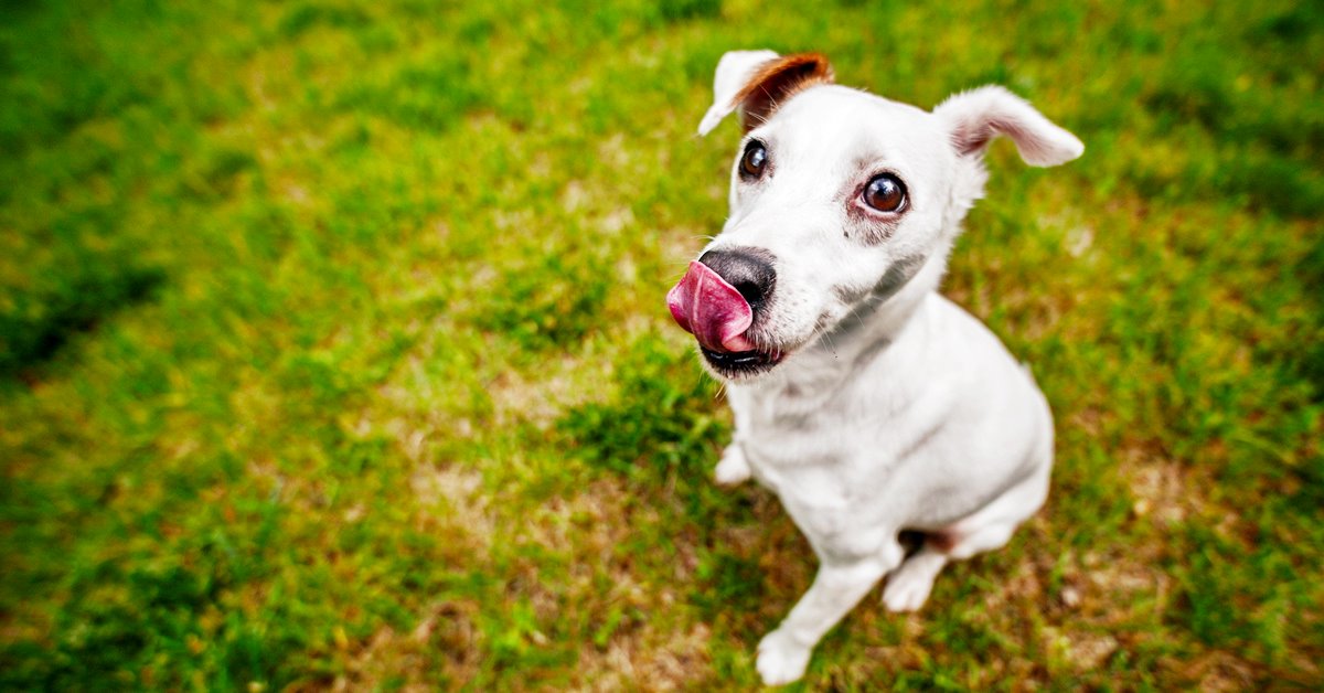 I cani possono mangiare la rucola?