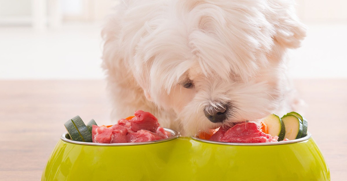 I cani possono mangiare l’abbacchio?