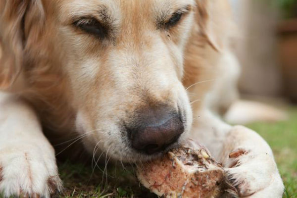 cane che mangia