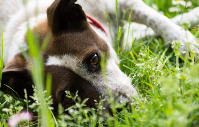 cane sdraiato sull'erba